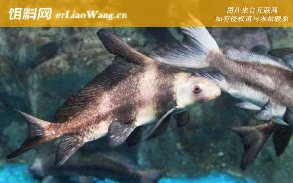 牢底坐穿鱼:国家二级保护鱼类