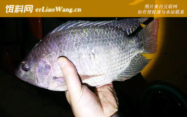 福寿鱼:生活习性