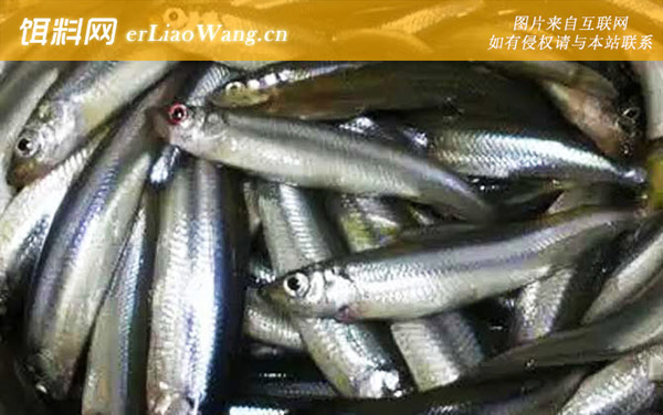 池沼公鱼:生活习性