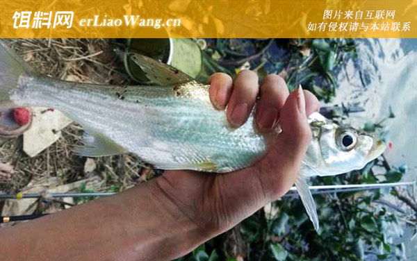 翘壳鱼:分布范围