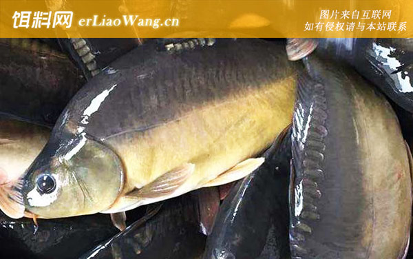 德国镜鲤:分布范围