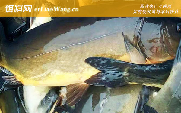 德国镜鲤:生活习性