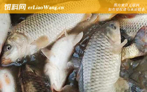 稻花鱼:分布范围