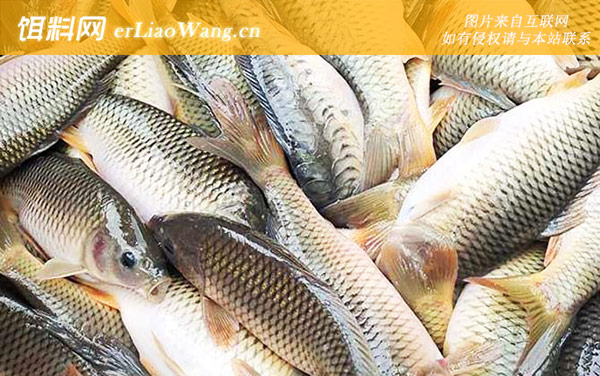 稻花鱼:生活习性