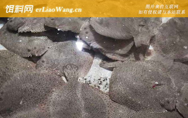 多宝鱼:生活习性