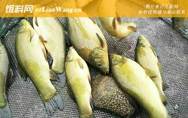 丁桂鱼:分布范围