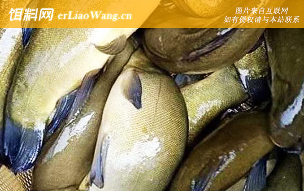 丁桂鱼:生活习性