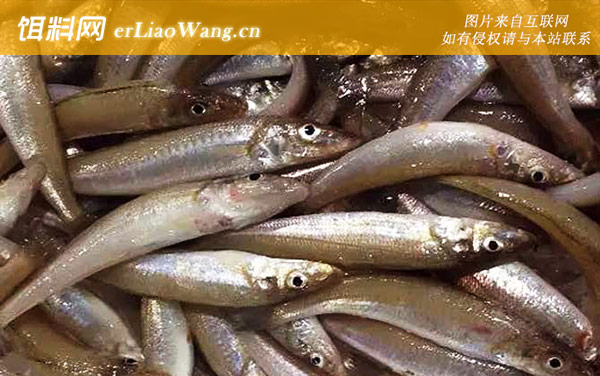 多鳞鱚:分布范围