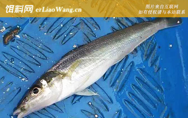 多鳞鱚:生活习性