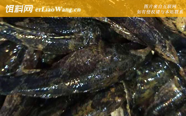 呆子鱼:分布范围