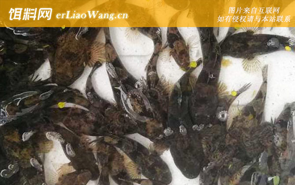 呆子鱼:生活习性