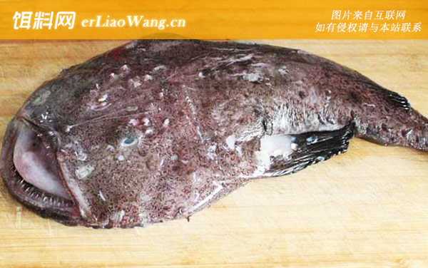 鮟鱇鱼:分布范围