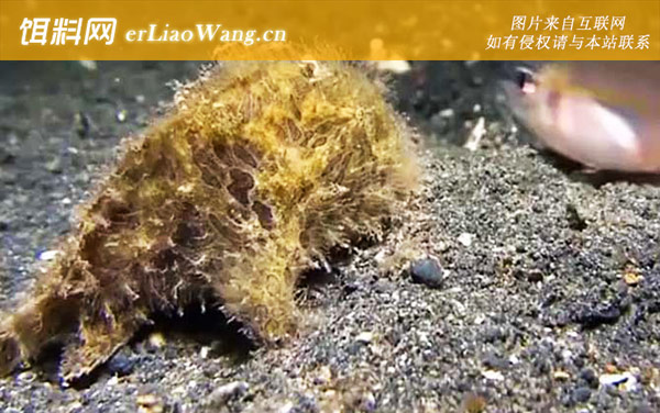 鮟鱇鱼:生活习性