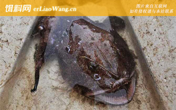 鮟鱇鱼:代表物种