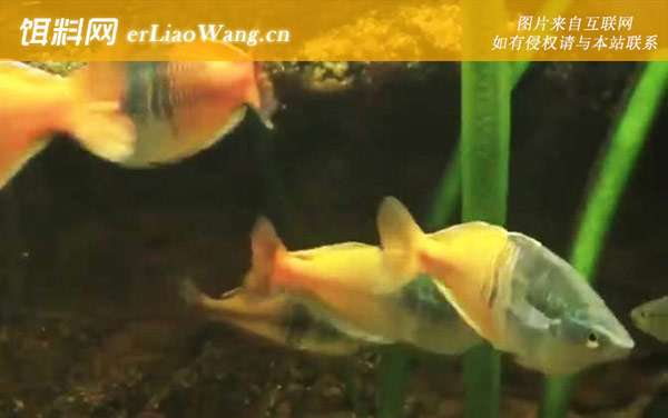 澳洲彩虹鱼:分布范围