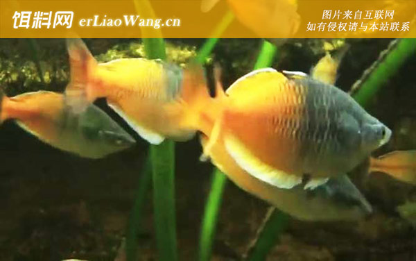 澳洲彩虹鱼:生活习性