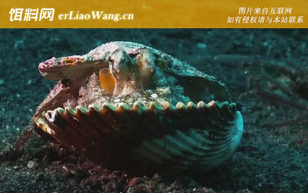 八爪鱼:生活习性