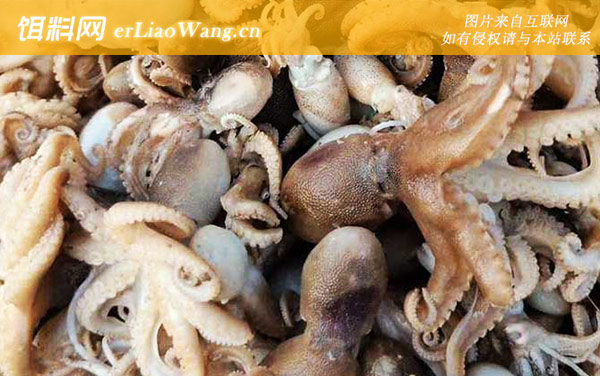 八爪鱼:代表物种