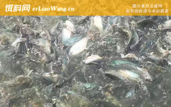 巴沙鱼:分布范围