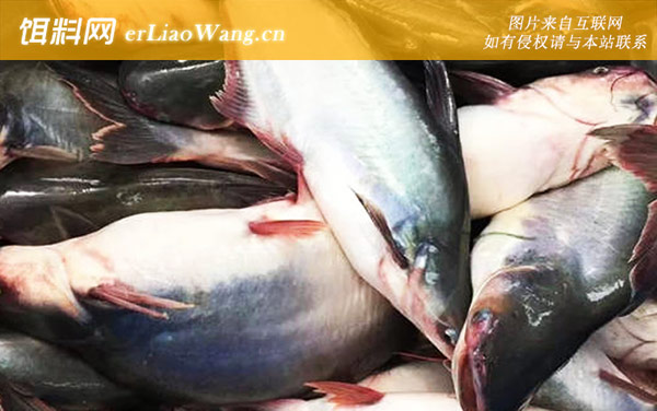 巴沙鱼:生活习性