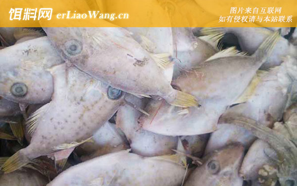 剥皮鱼:生活习性