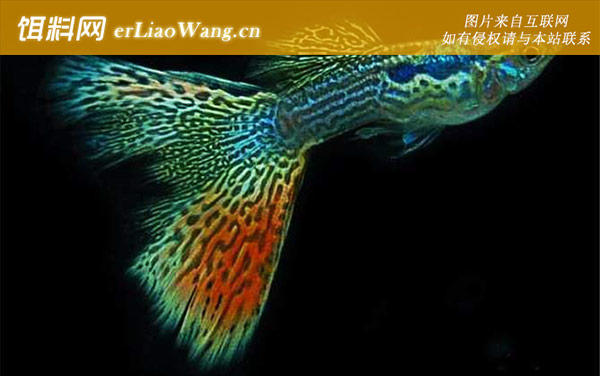 彩霞鱼:分布范围