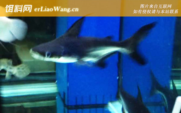 成吉思汗鱼:分布范围