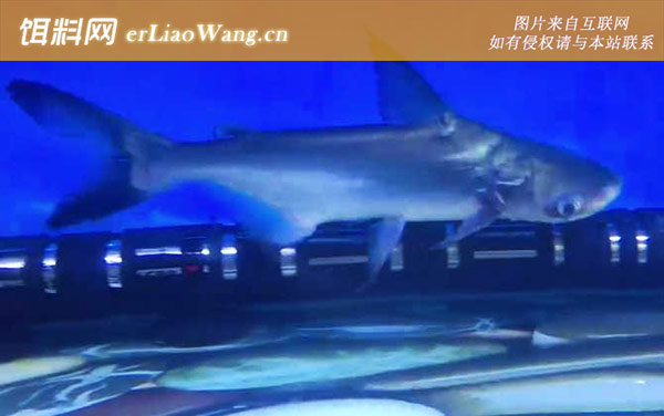 成吉思汗鱼:生活习性