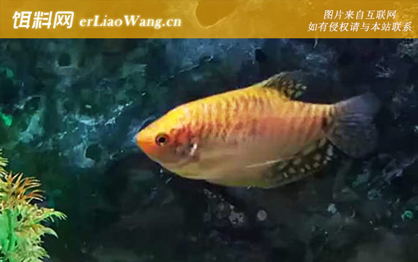 七彩神仙鱼:曼龙鱼