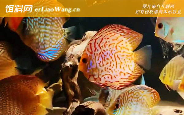 月光鱼:七彩神仙鱼