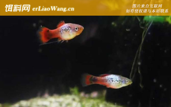 宠物鱼品种名称及图片大全-月光鱼