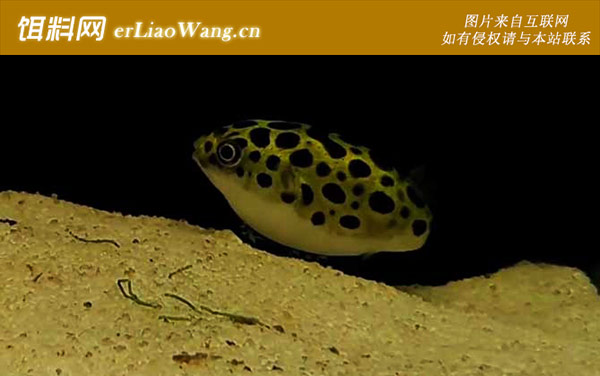 异形鱼:潜水艇鱼