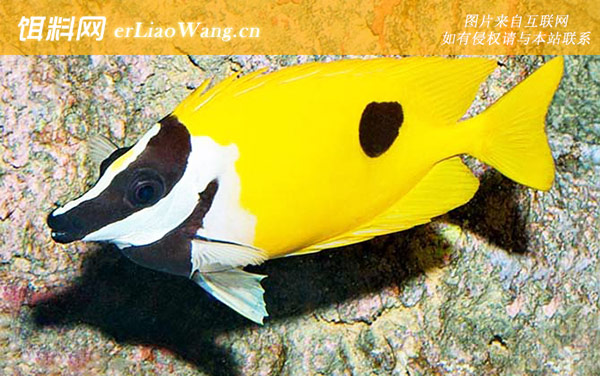 七星刀鱼:狐狸鱼