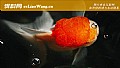 《宠物鱼品种名称及图片大全》封面图