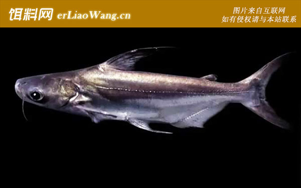 三湖慈鲷:成吉思汗鱼