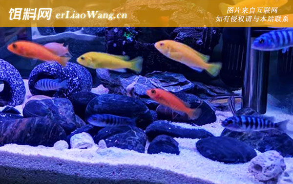 丽丽鱼:三湖慈鲷