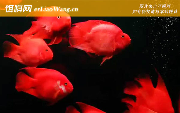 宠物鱼品种名称及图片大全-血鹦鹉