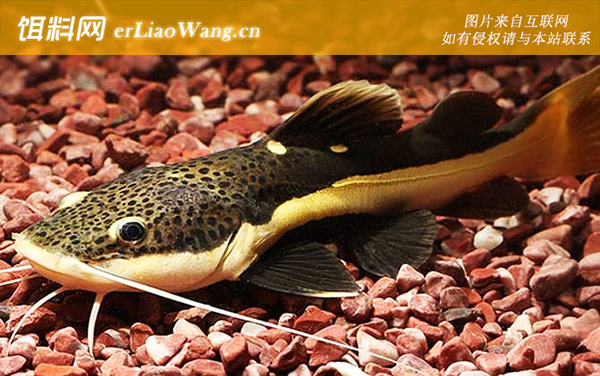 虎皮鱼:红尾鲶