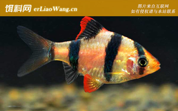 宠物鱼品种名称及图片大全-虎皮鱼