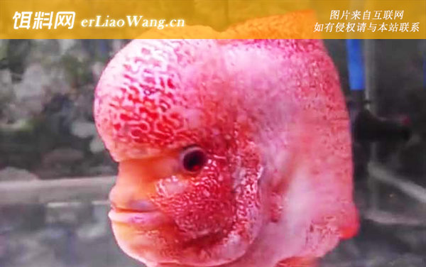 宠物鱼品种名称及图片大全-罗汉鱼