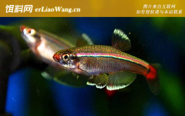 斑马鱼:灯鱼