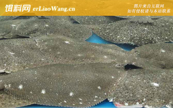 大菱鲆:生活习性