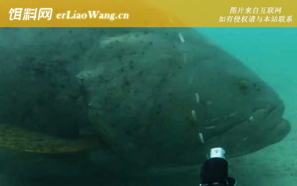 大石斑鱼:生活习性