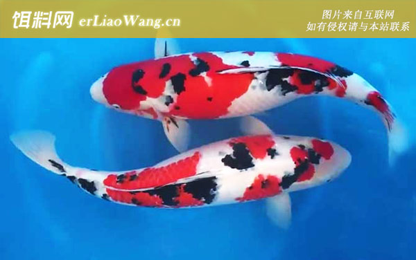 大正三色:品系划分