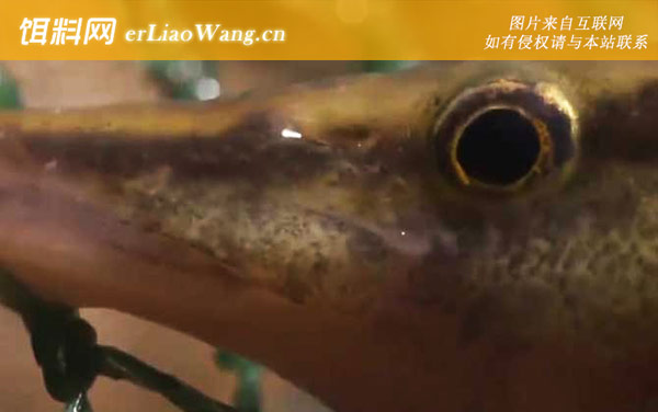 刀鳅是什么鱼-分布范围