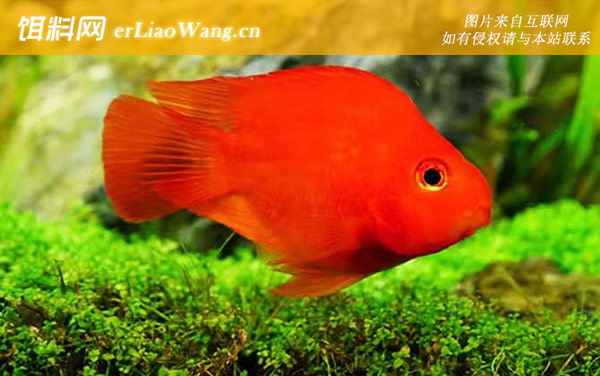 发财鱼:生活习性