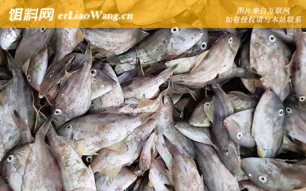 马面鱼:分布范围