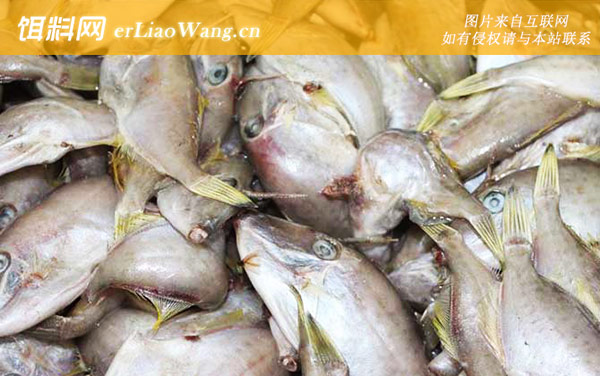 马面鱼:生活习性