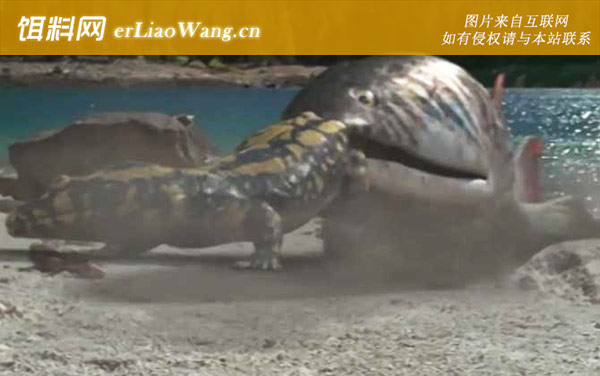 含肺鱼:生活习性