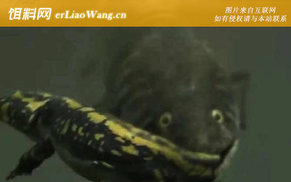 含肺鱼:孤遗物种